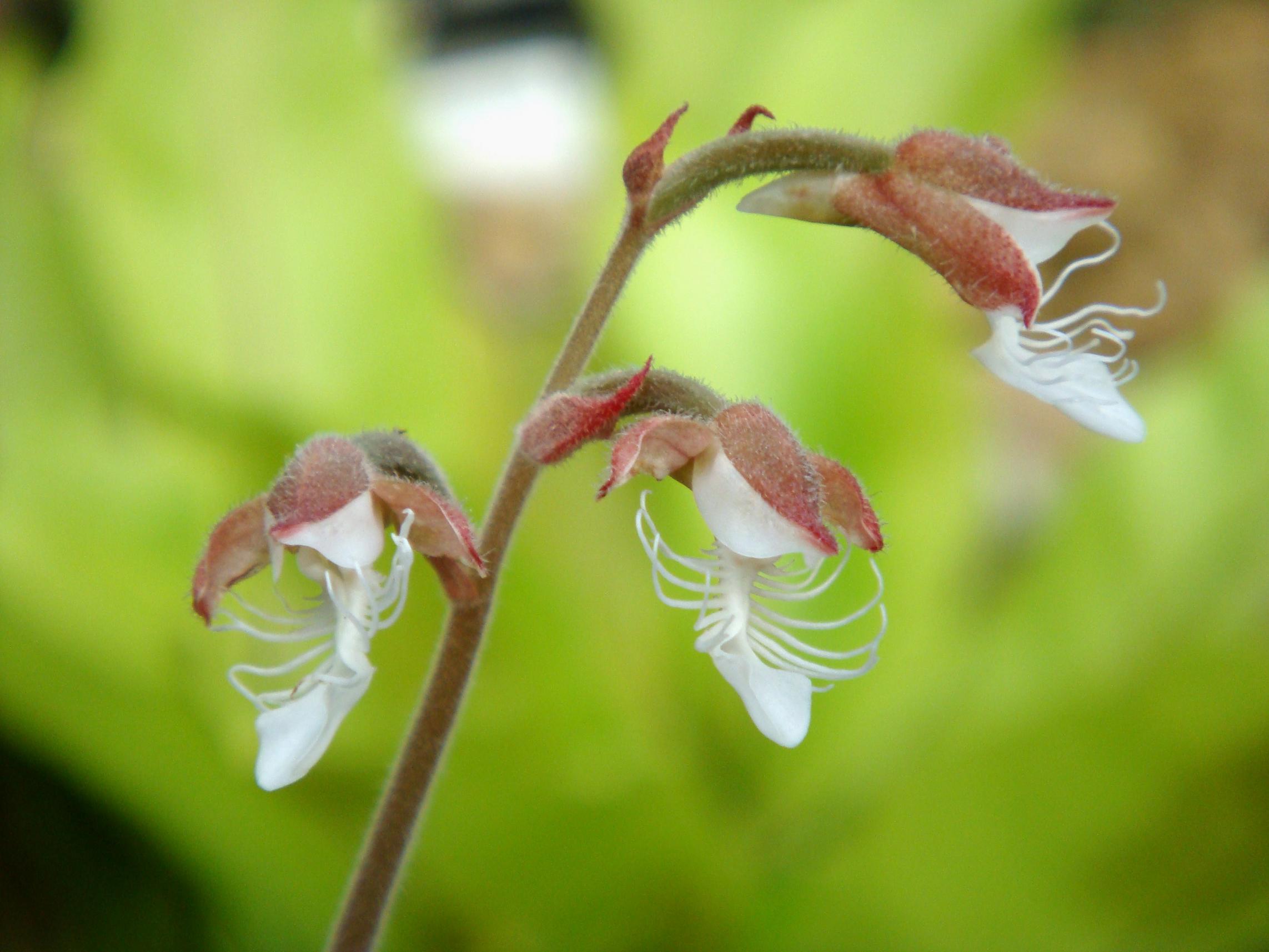 Anoectochilus setaceus Blume